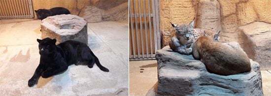 죄 없는 감옥같다는 실내 동물원 | 인스티즈