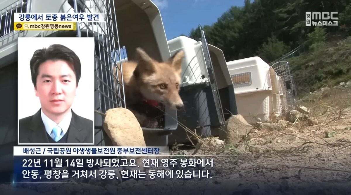 귀여워서 죽을 수 있음 주의)강릉 정육점 앞에서 발견된 우리나라 여우 | 인스티즈