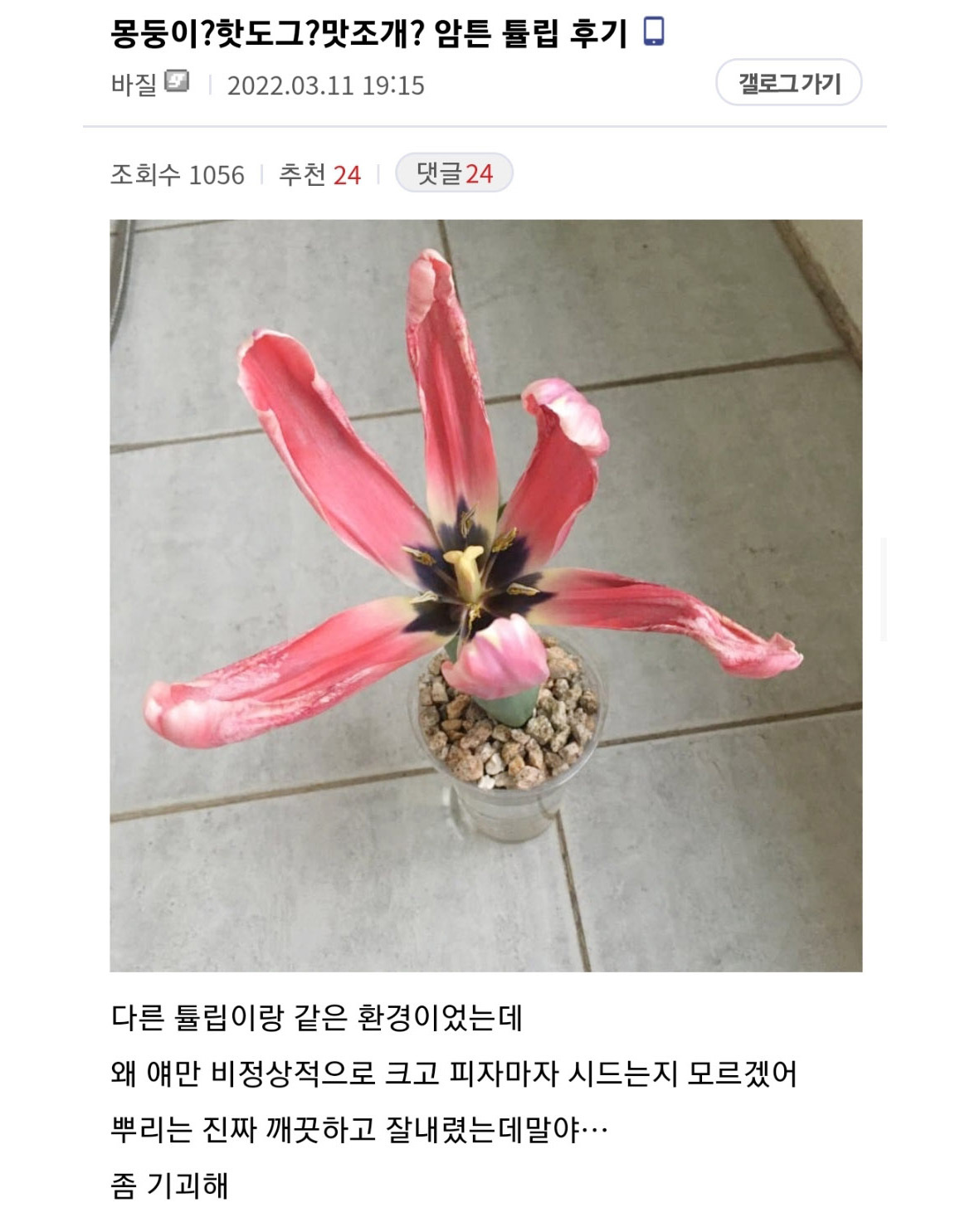 키우는 튤립이 너무 무섭다 | 인스티즈