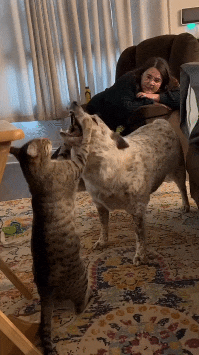 체급차이를 실감하는 고양이.gif | 인스티즈