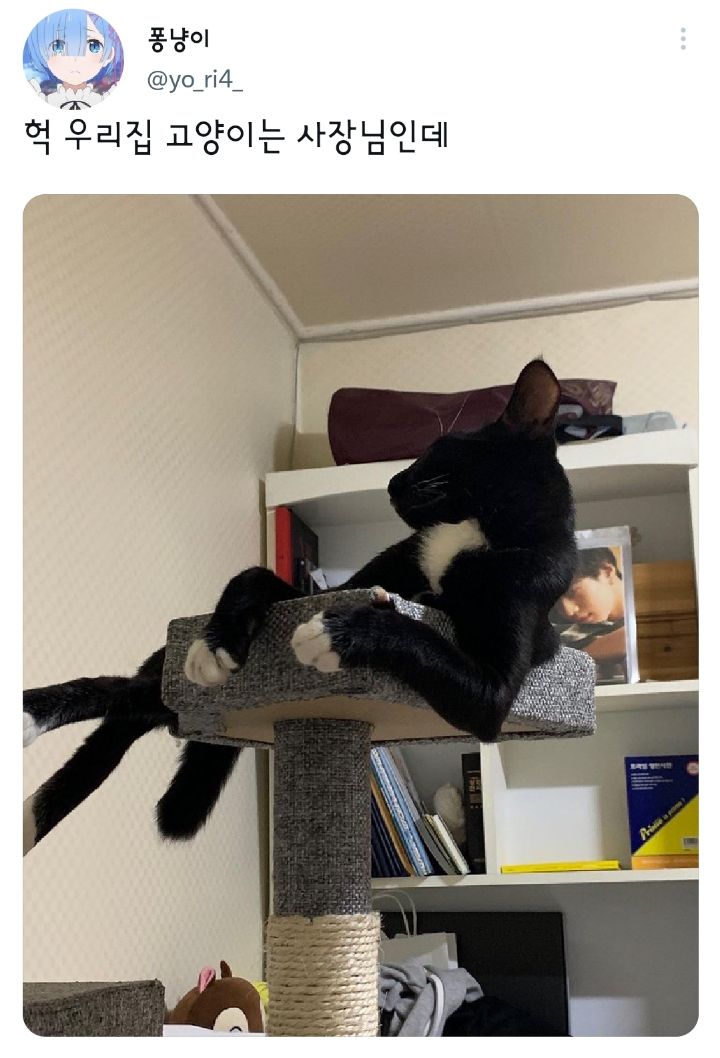나만 없어 고양이.twt | 인스티즈