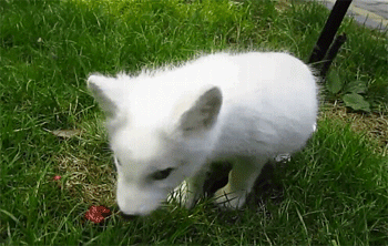 체리 먹는 아기 여우.gif | 인스티즈