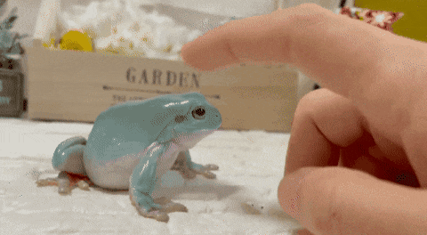 진로 소주 두꺼비 실사판.gif | 인스티즈