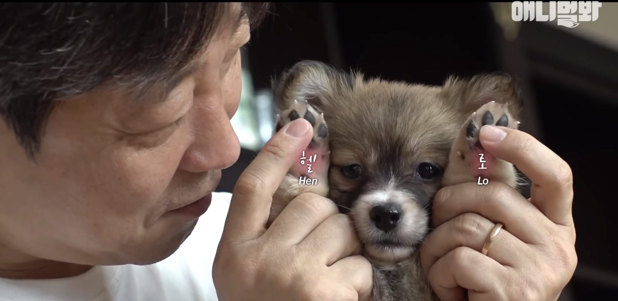 유기견들의 입양을 위해 논산에 집을 산 사람 | 인스티즈