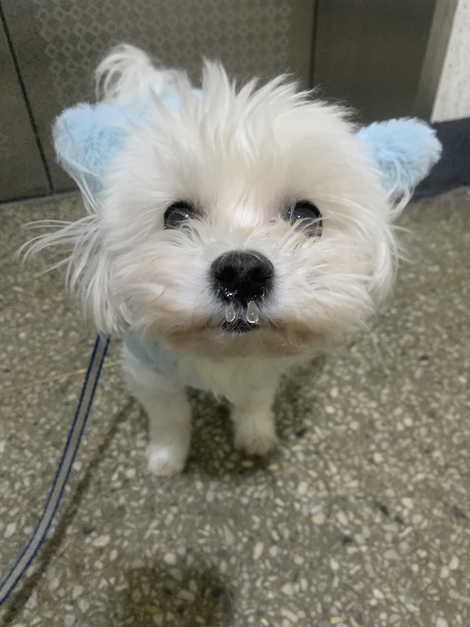 한파에 산책나갔더니 콧물이 얼었어 | 인스티즈