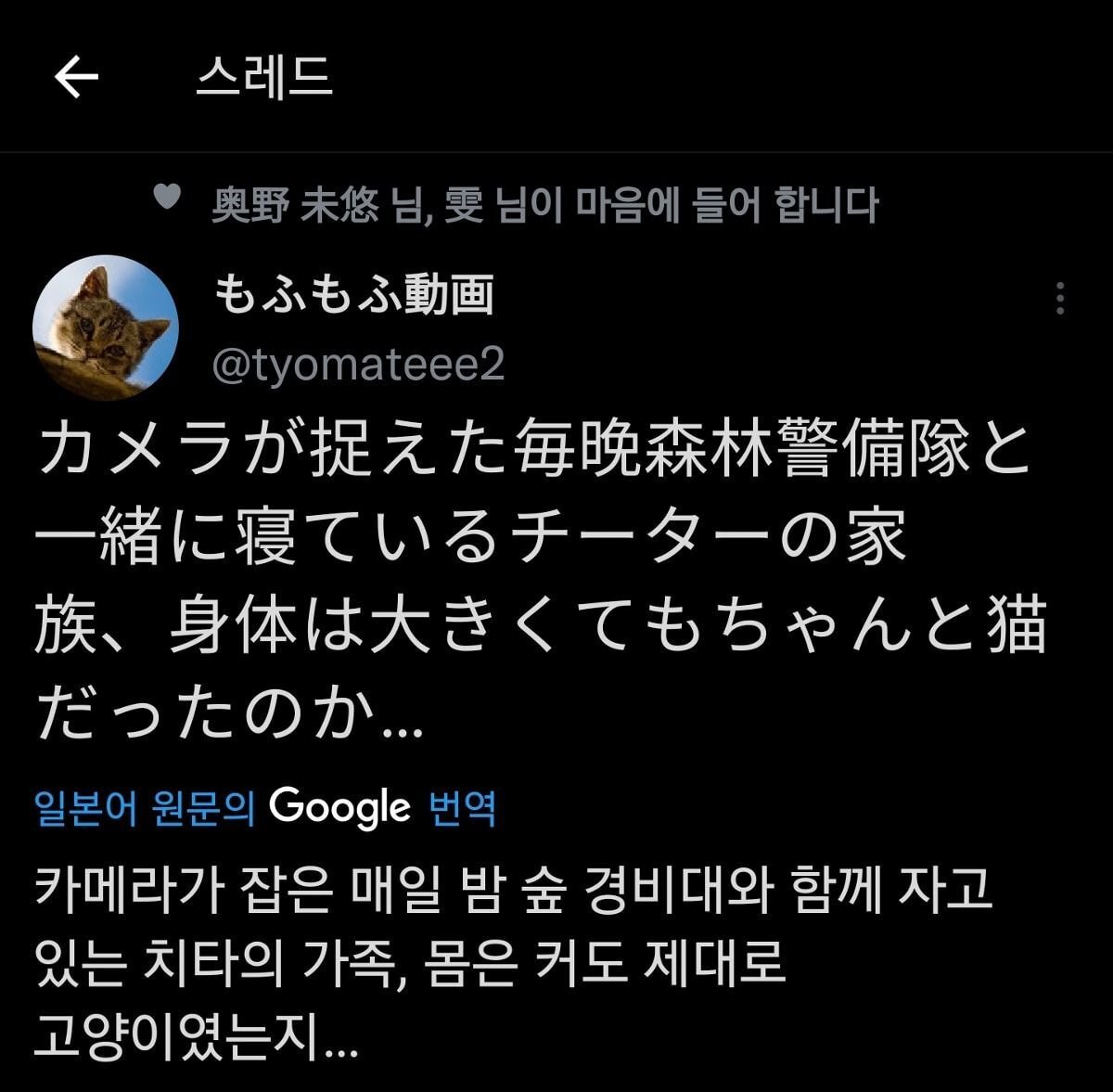 그저 몸만 큰 고양이.gif | 인스티즈