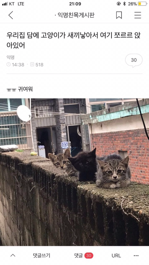 반려동물들의 귀여운 익웃 | 인스티즈