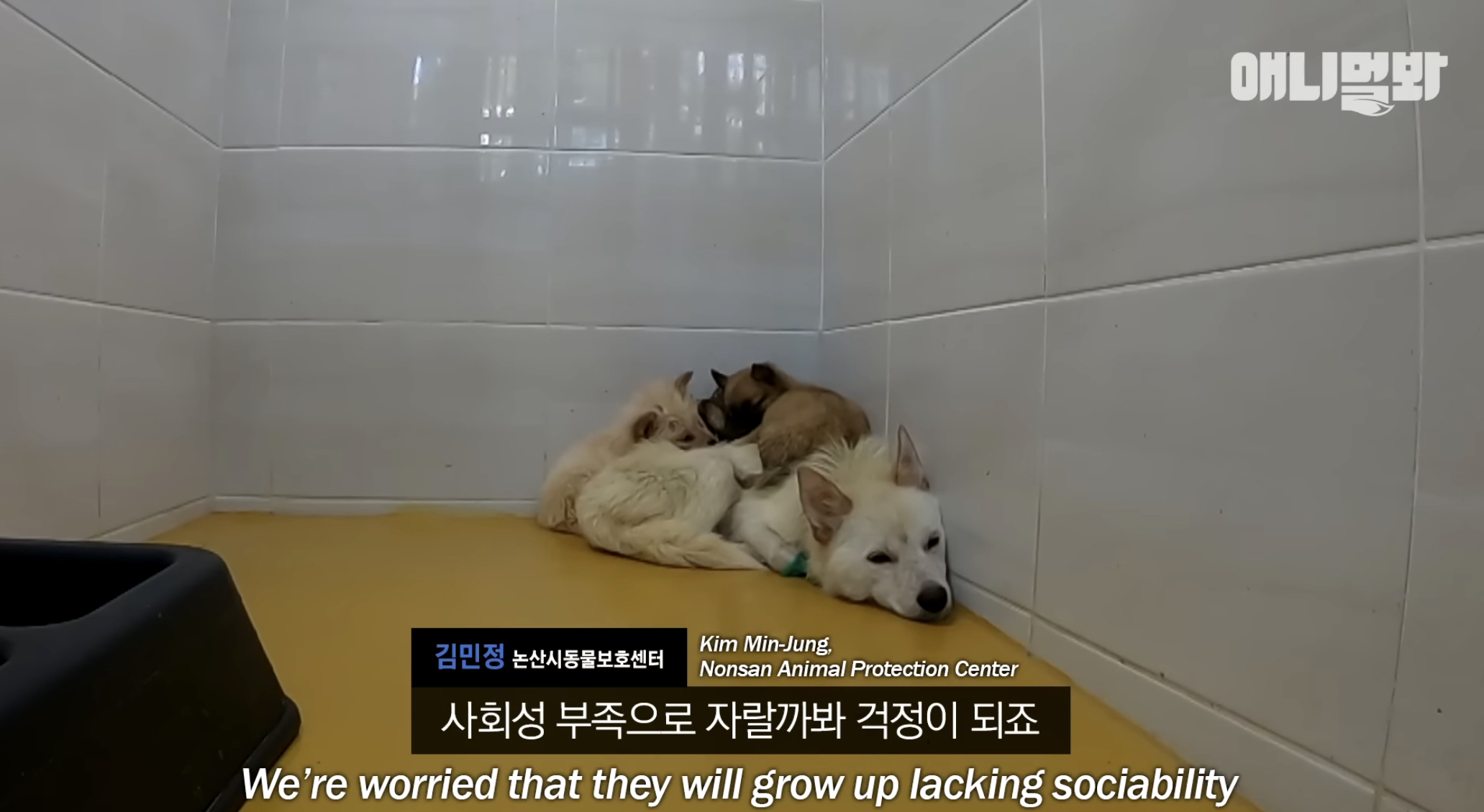 유기견들의 입양을 위해 논산에 집을 산 사람 | 인스티즈