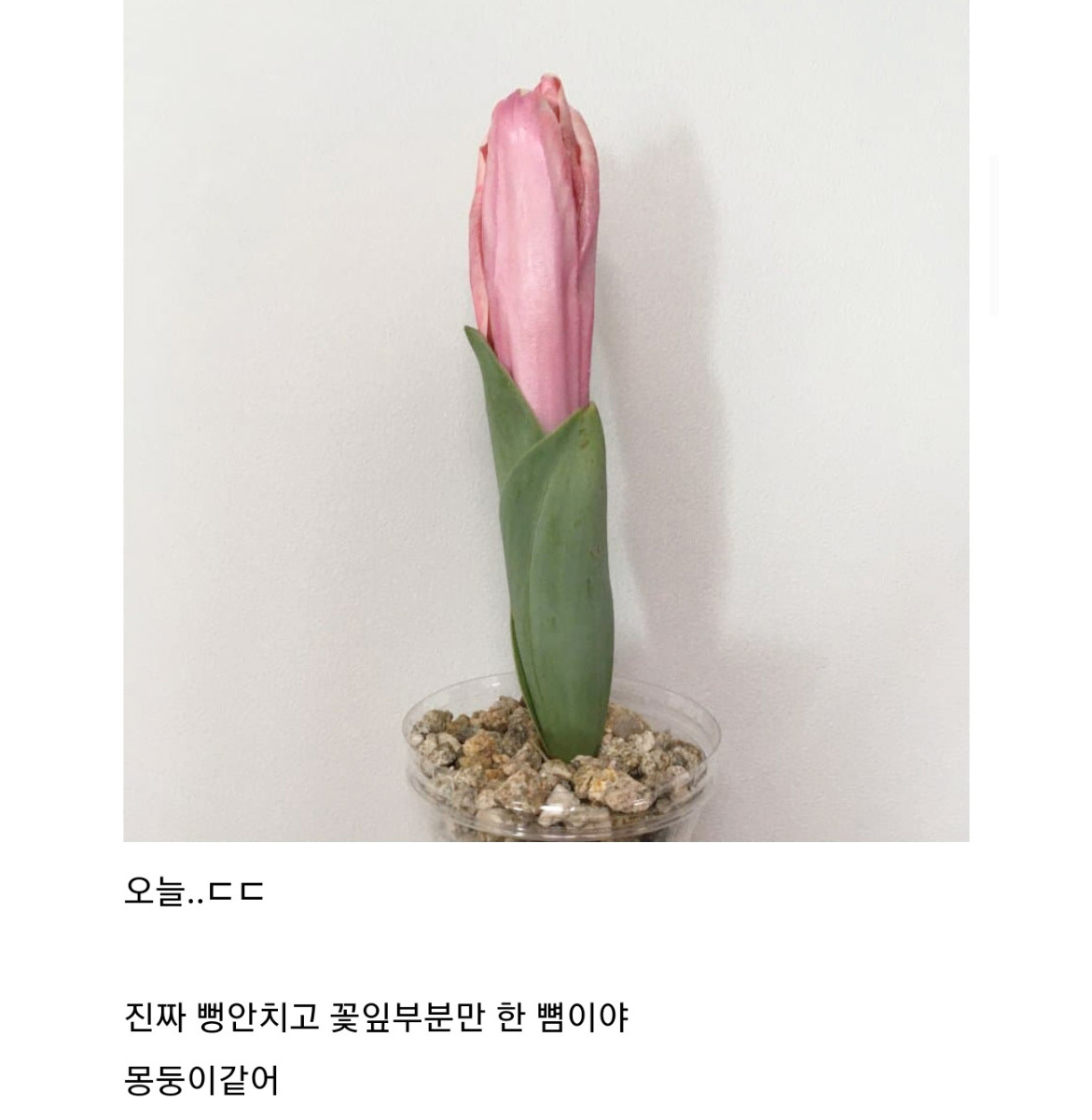 키우는 튤립이 너무 무섭다 | 인스티즈