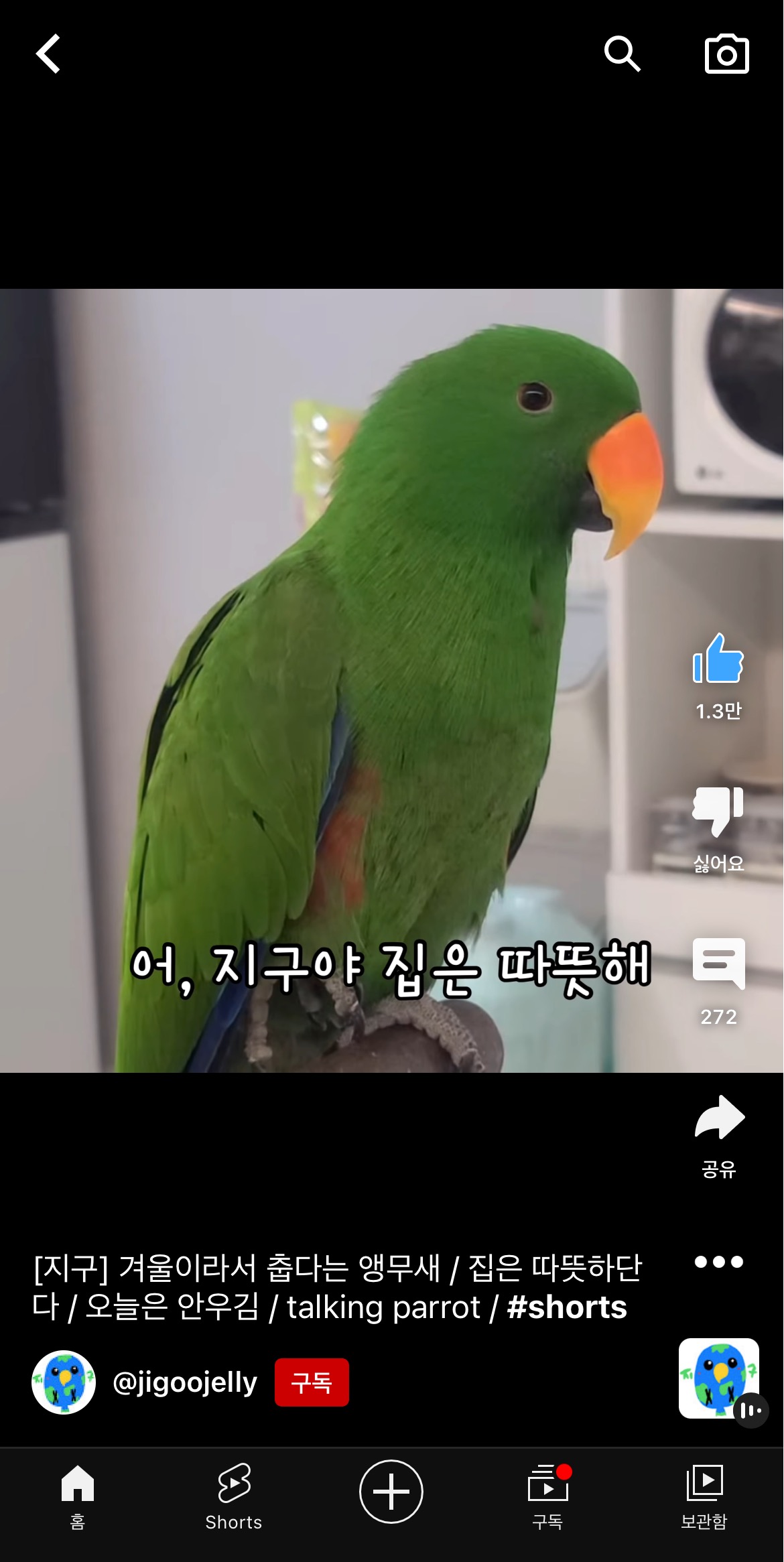 겨울이라서 춥다는 앵무새 지구 | 인스티즈