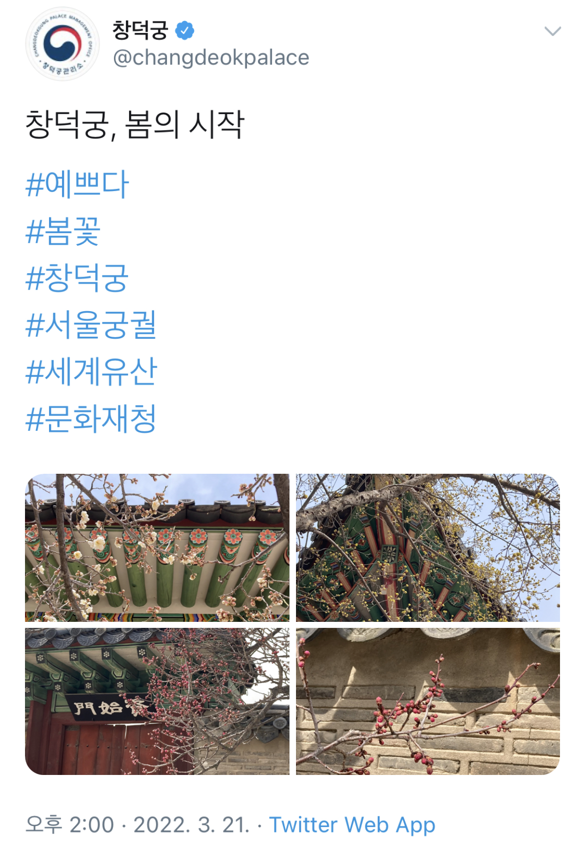 꽃 피기 시작하는 창덕궁 | 인스티즈