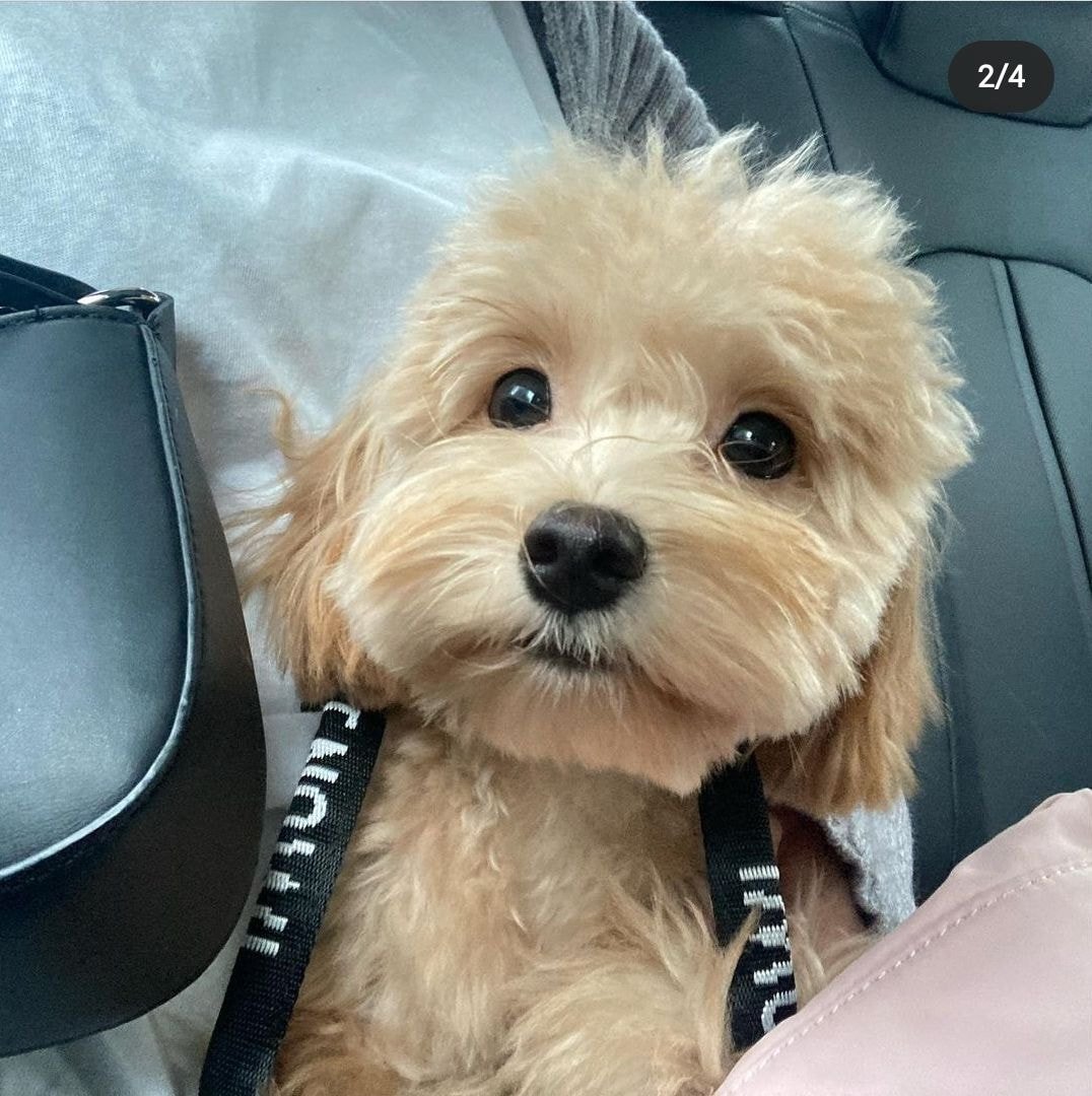 가스검침원이 마음대로 강아지 데리고 나갔다가 강아지 잃어버림 (강서구) | 인스티즈