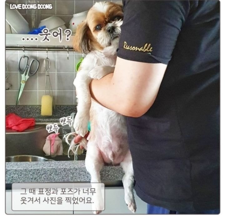 꼬리 설거지당한 강아지ㅠㅠ | 인스티즈