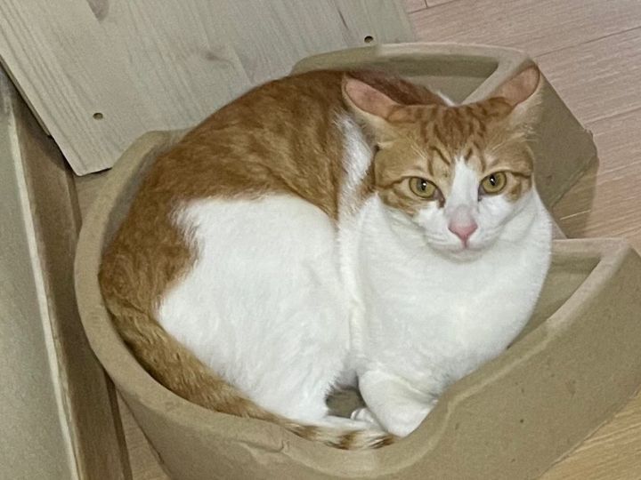 서울시 강동구 천호동에서 잃어버린 고양이를 찾습니다 | 인스티즈