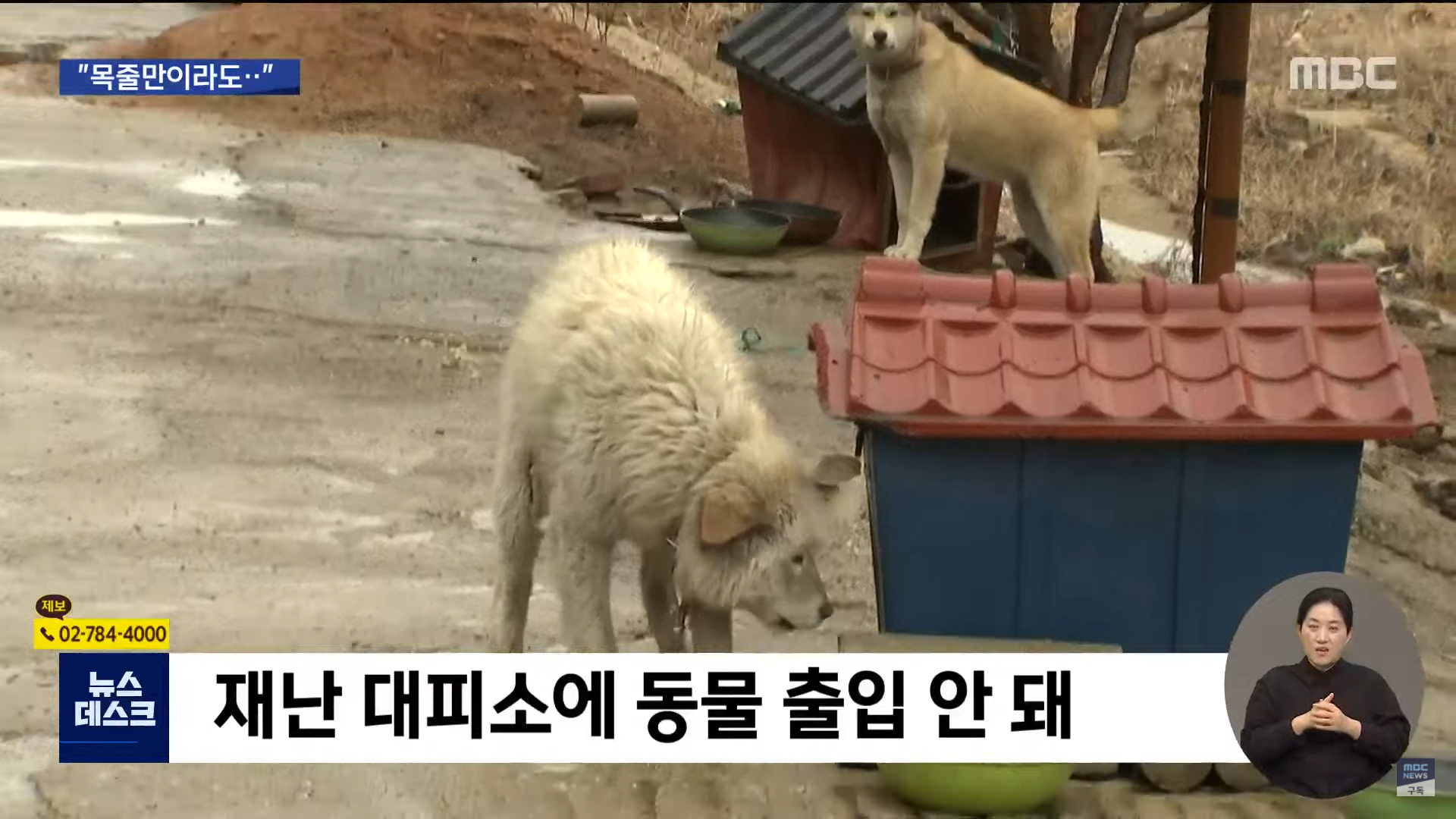재난 대피소에 출입 불가능한 동물들 | 인스티즈