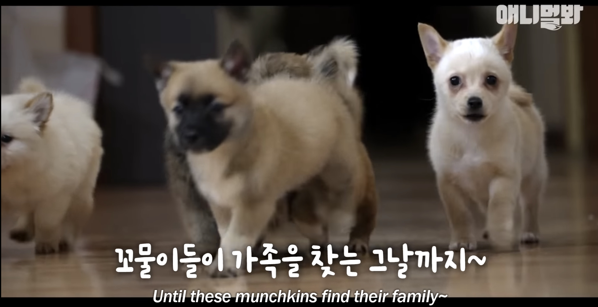 유기견들의 입양을 위해 논산에 집을 산 사람 | 인스티즈