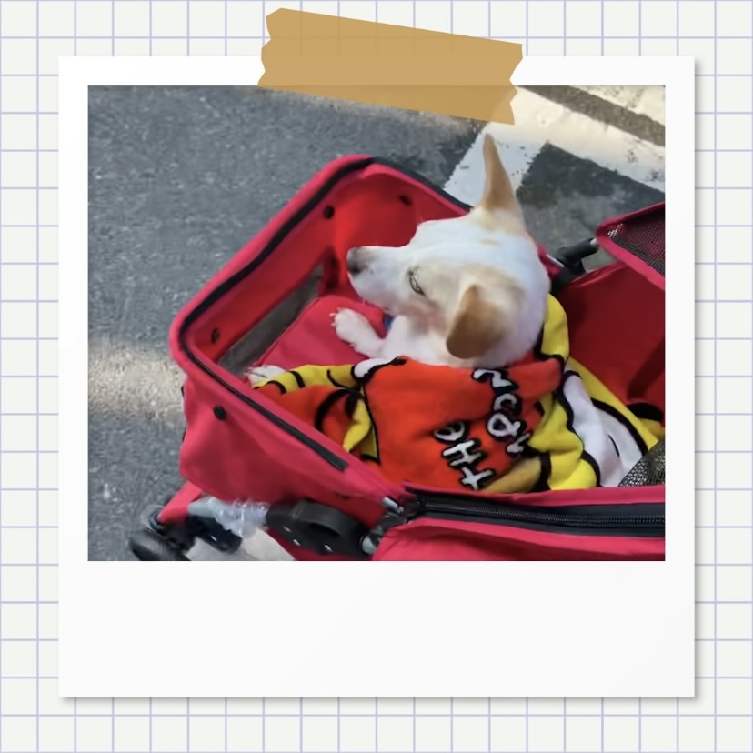 강아지별로 떠난 전 엑스원 이은상 반려견 웅이 | 인스티즈