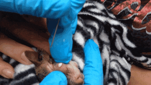 다람쥐 뾰루지 시원하게 짜기.gif | 인스티즈