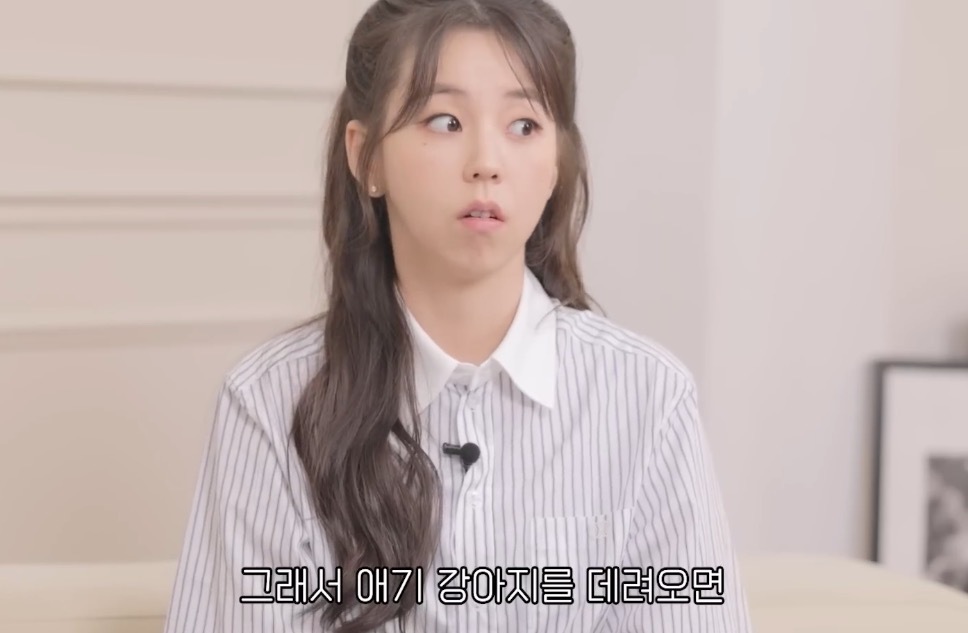 노견을 키우는 보호자들이 절대 하지 말아야할 것 | 인스티즈