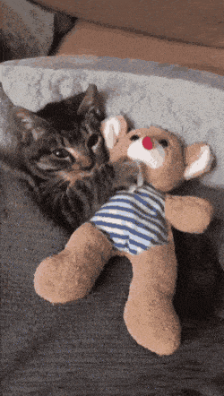 아기 고양이의 애착인형 | 인스티즈