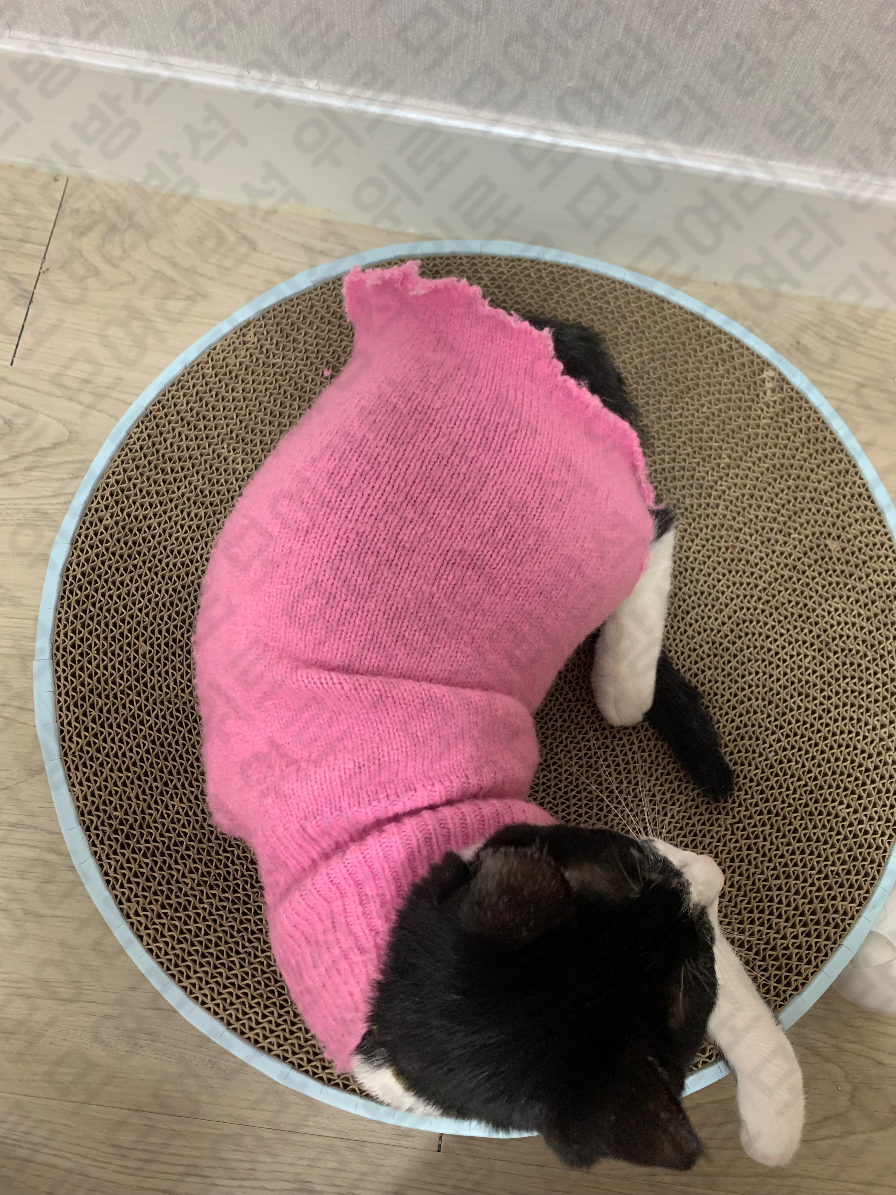 우리 집 고냉이 중성화했는데 넥카라 너무 너무 너무 극악무도 싫어해서 내가 니트 잘라서 옷 맹글어 줌 ㅋㅋㅋㅋㅋㅋㅋㅋㅋ | 인스티즈