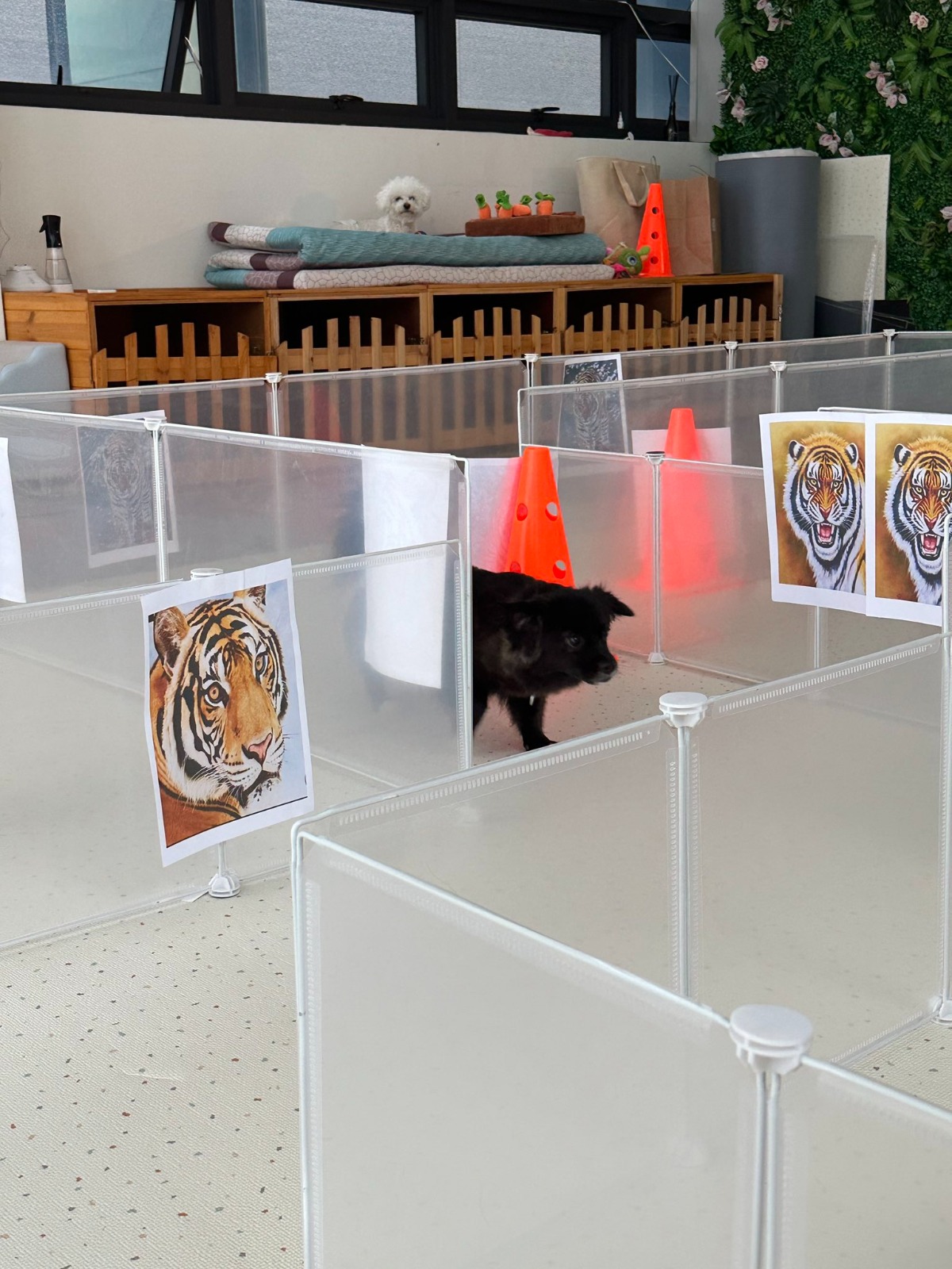 강아지가 유치원에서 운 이유....jpg | 인스티즈