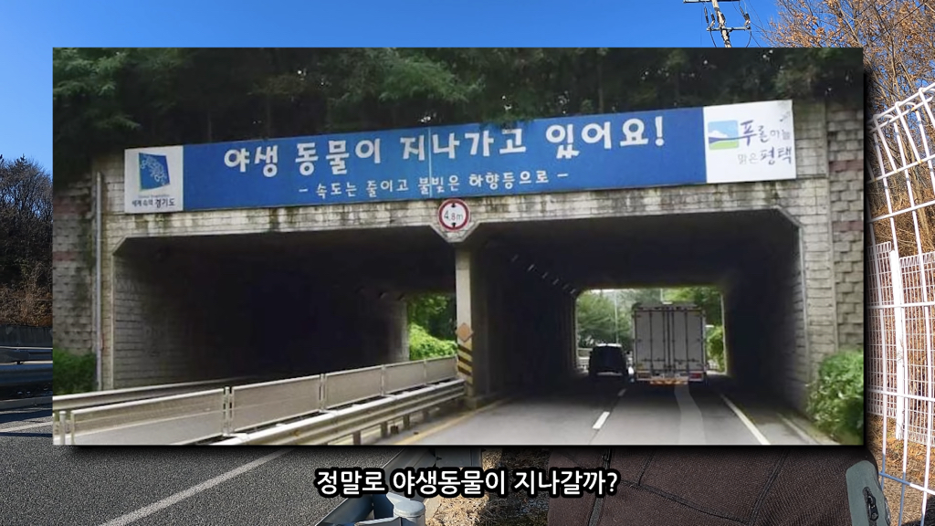 고속도로에 있는 생태통로 진짜 야생동물이 다닐까? | 인스티즈