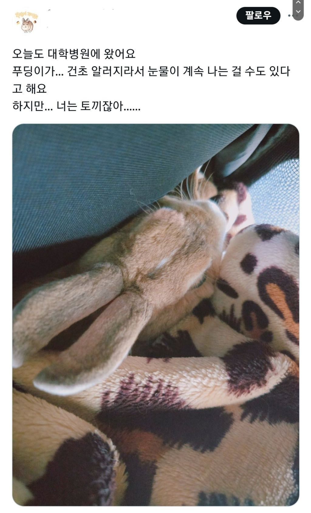 알러지는 누구에게나 올수있지만 토끼가 건초 알러지라니 | 인스티즈