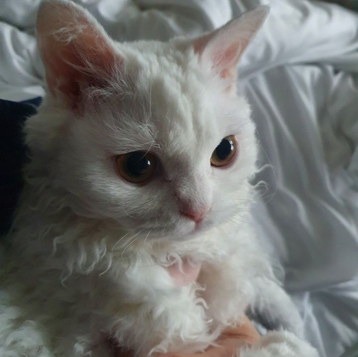 세상엔 정말 다양한 곱슬들이 있구나...twt | 인스티즈