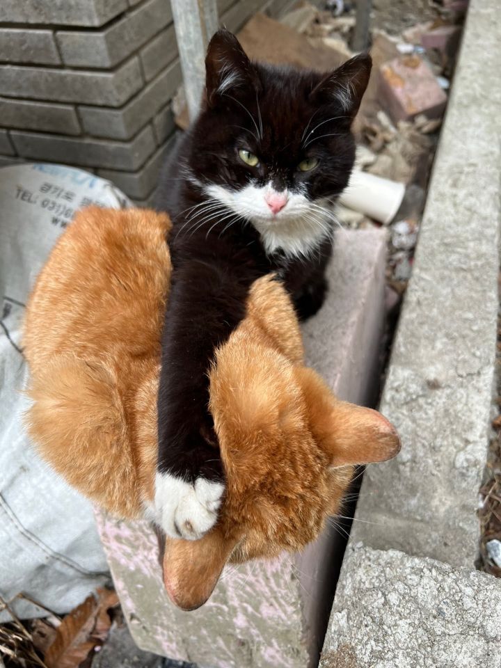  대학교 찐친 고양이들.twt | 인스티즈