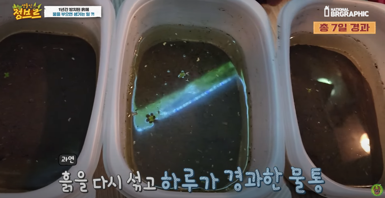 죽은 땅에 물을 부었는데 생명체들이 부화함 개신기 (지진이나 홍수가 일어나는 이유일까? 🤔) | 인스티즈