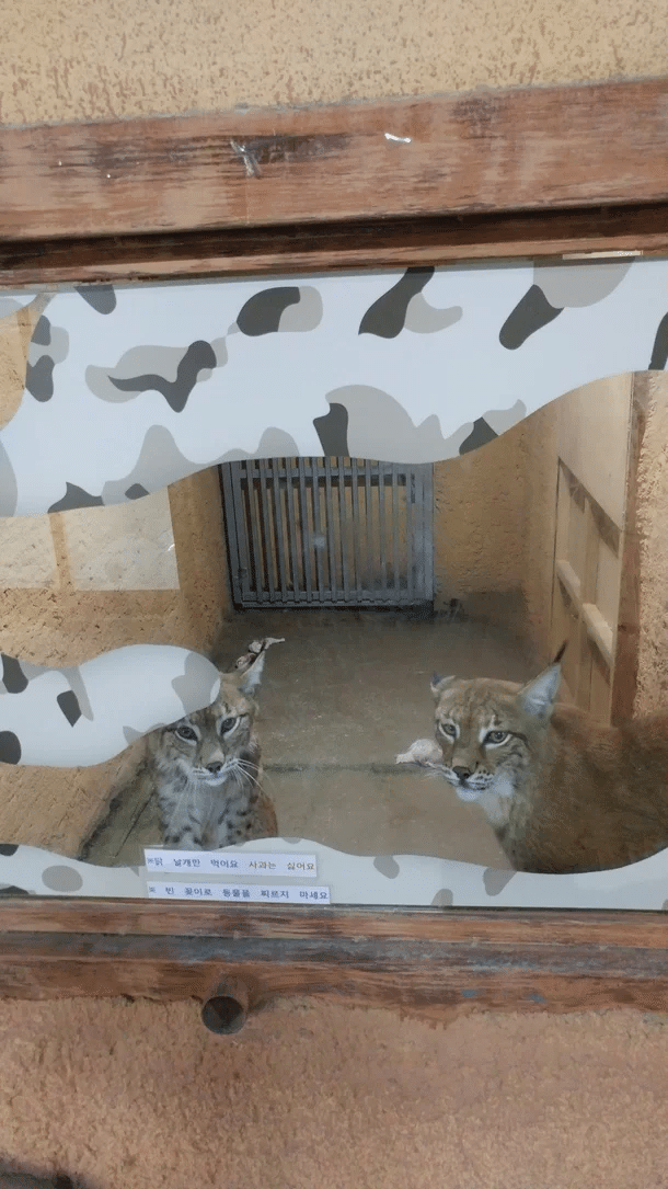 죄 없는 감옥같다는 실내 동물원 | 인스티즈