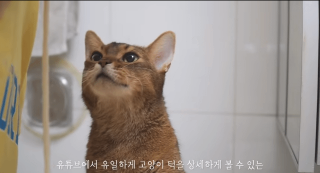 내가 고양이었다면/이 고양이가 사람이었다면 사귀었을 것 같은 고양이 | 인스티즈
