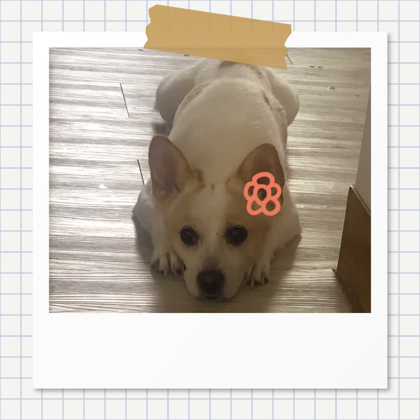 강아지별로 떠난 전 엑스원 이은상 반려견 웅이 | 인스티즈