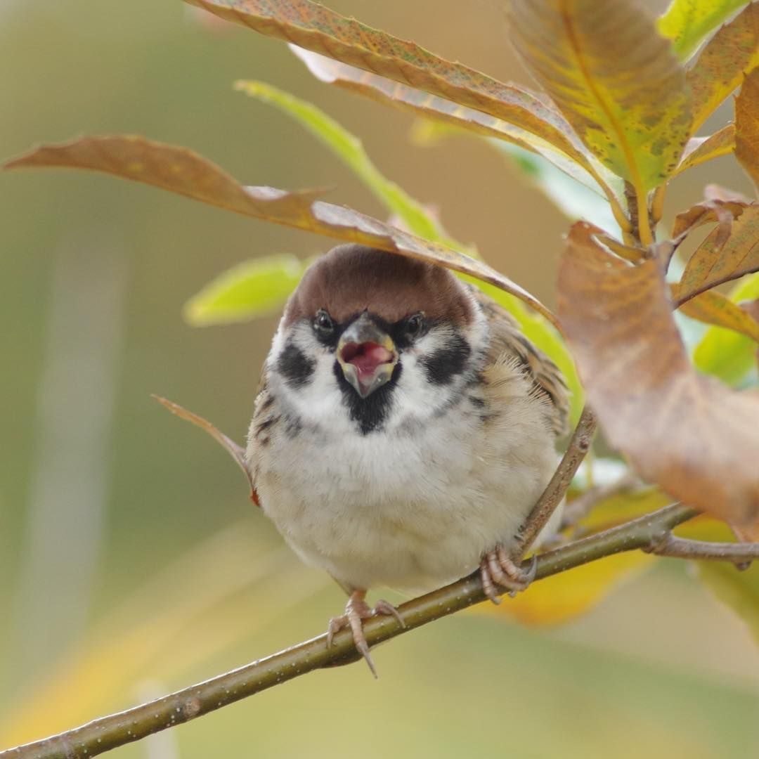 참새 정면 얼굴.jpg | 인스티즈