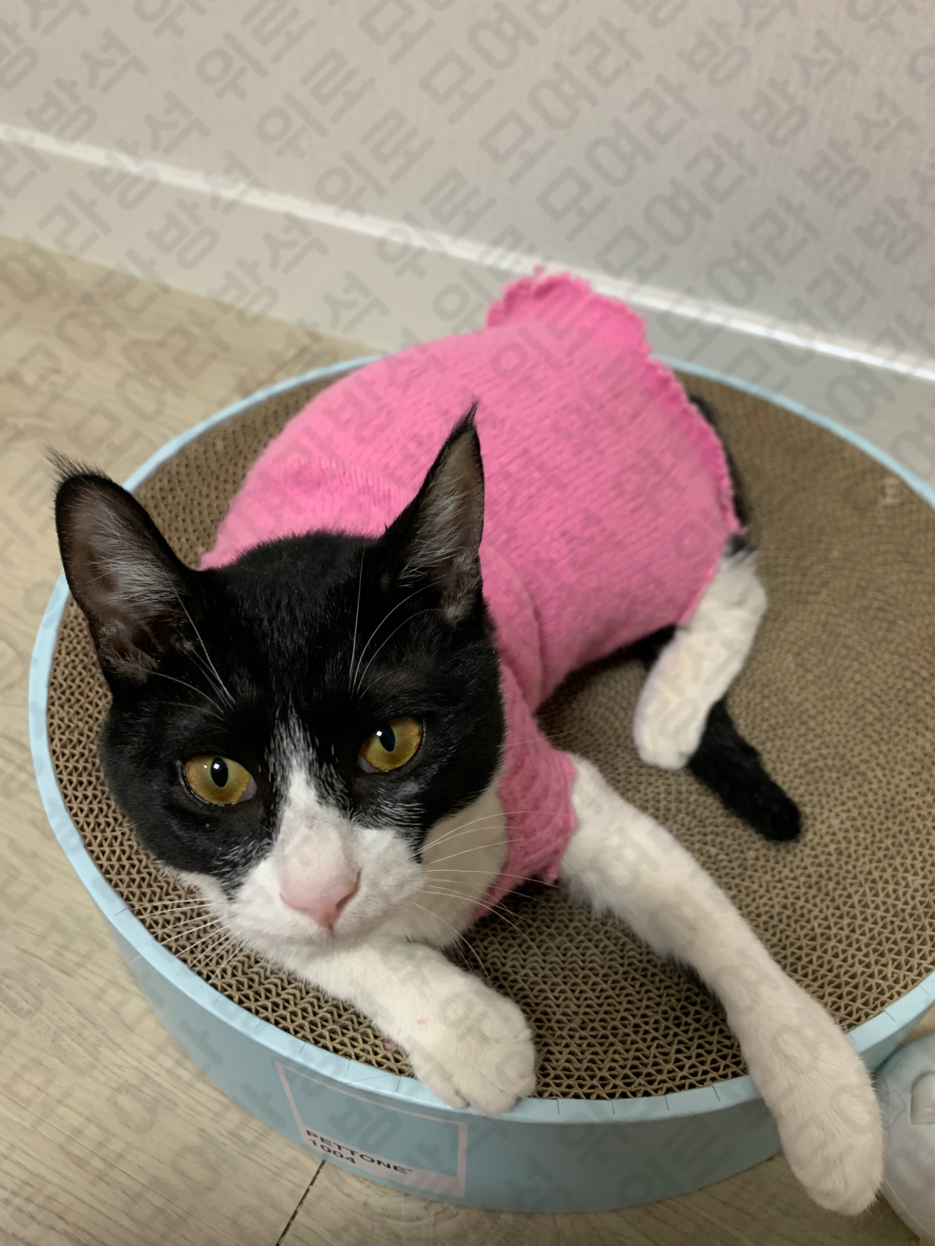 우리 집 고냉이 중성화했는데 넥카라 너무 너무 너무 극악무도 싫어해서 내가 니트 잘라서 옷 맹글어 줌 ㅋㅋㅋㅋㅋㅋㅋㅋㅋ | 인스티즈