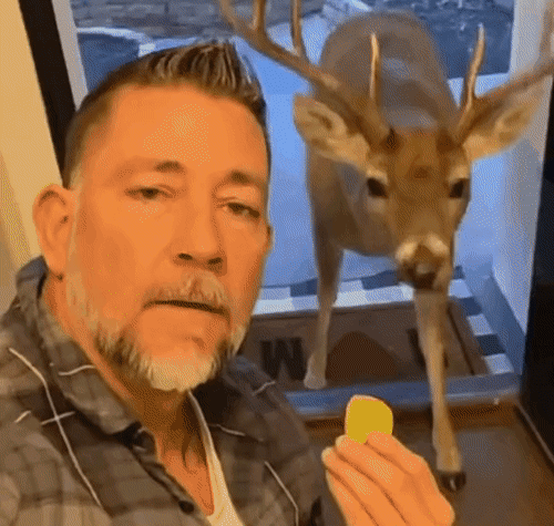 친구들을 데리고 온 사슴 | 인스티즈