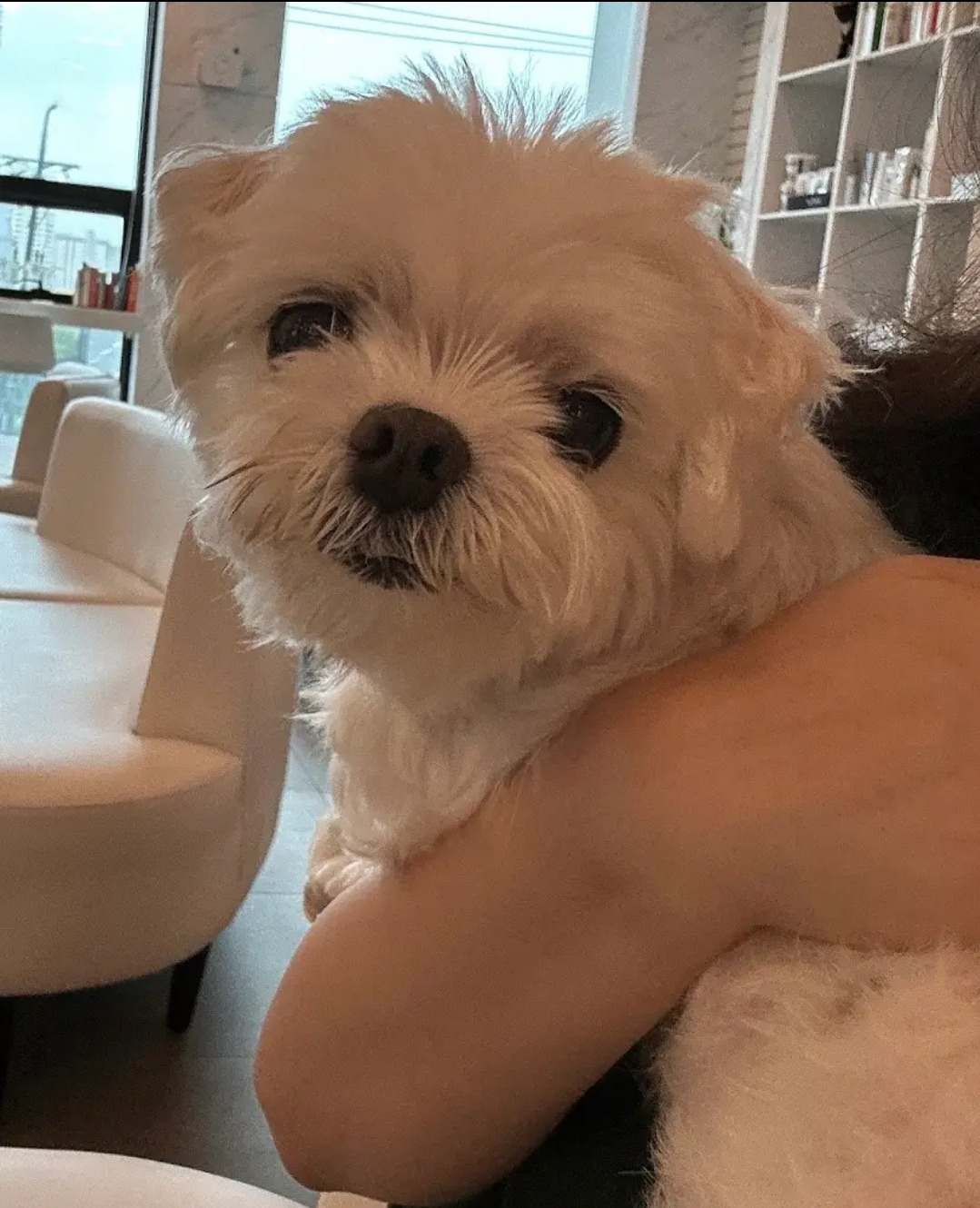 편집 없이 구독자 10만 돌파한 동물 유튜버 | 인스티즈