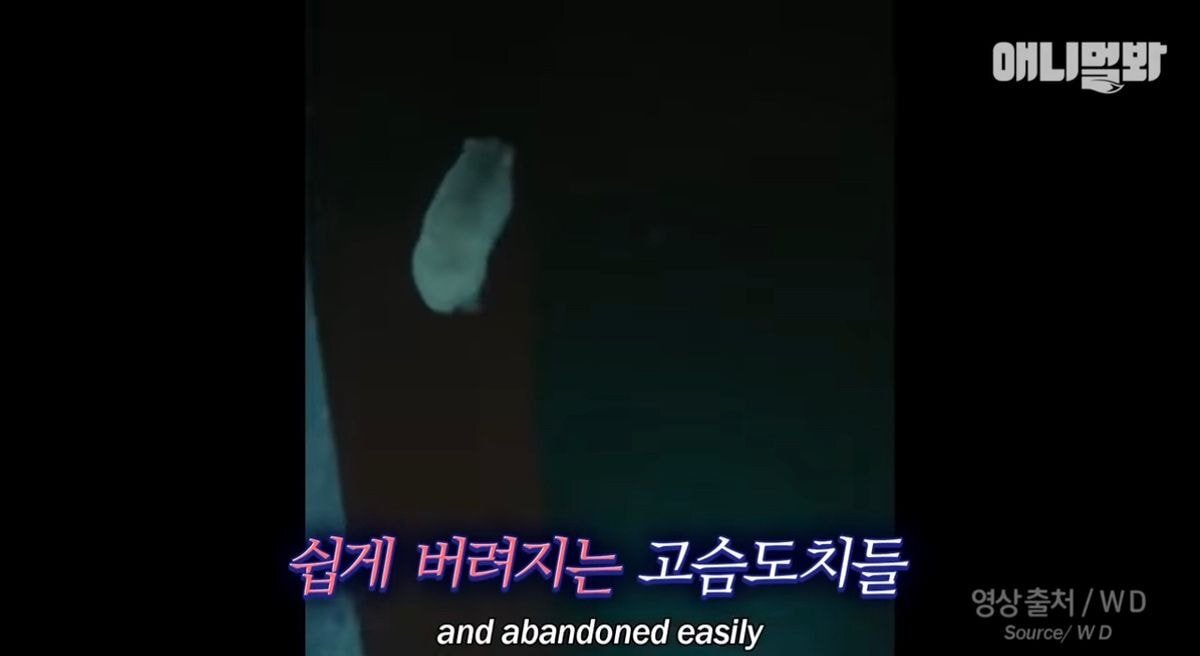 요즘 사람들이 쉽게 유기하는 동물 | 인스티즈
