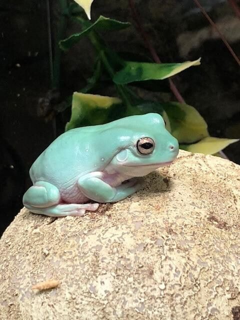 진로 소주 두꺼비 실사판.gif | 인스티즈