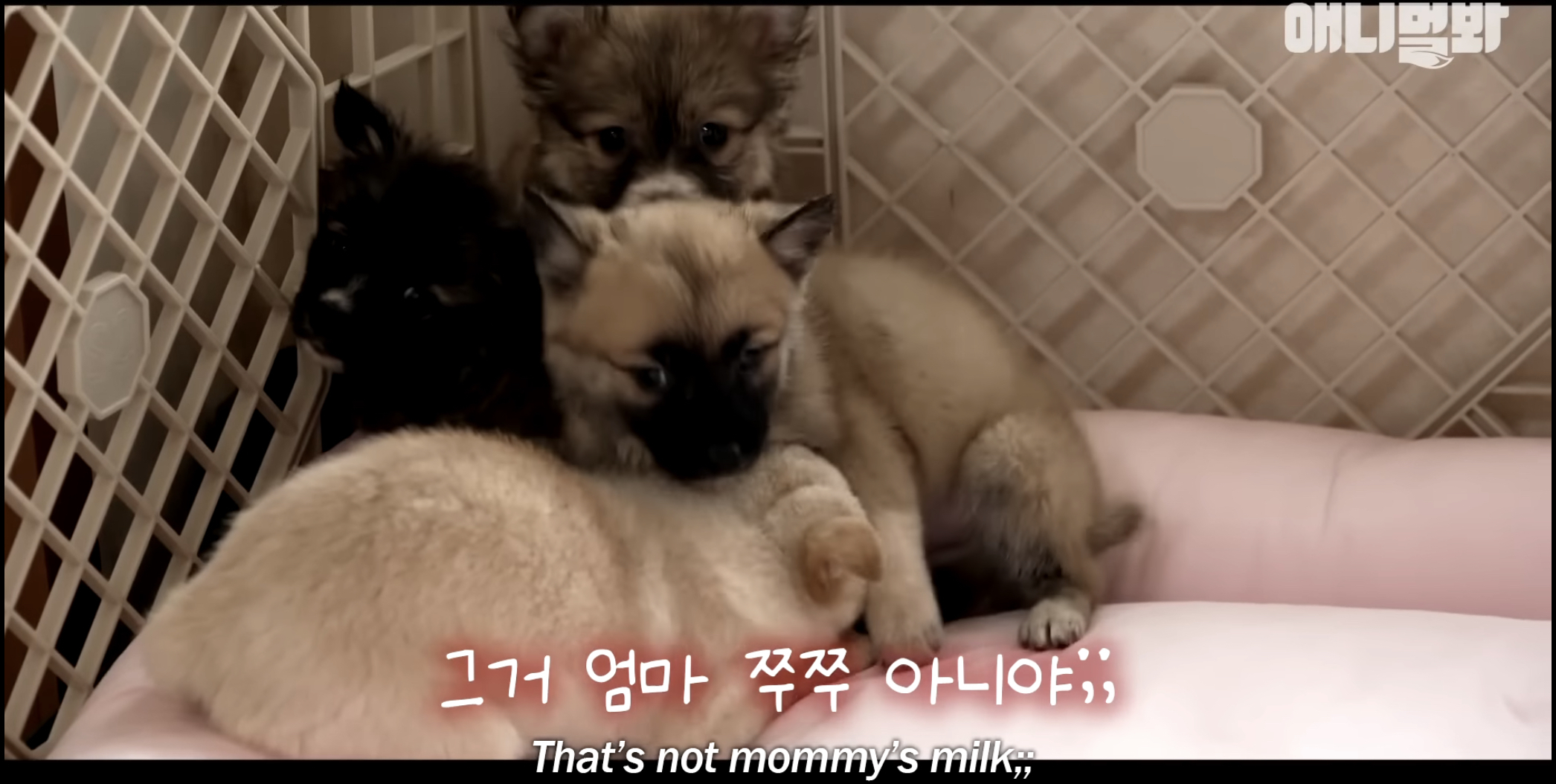 유기견들의 입양을 위해 논산에 집을 산 사람 | 인스티즈