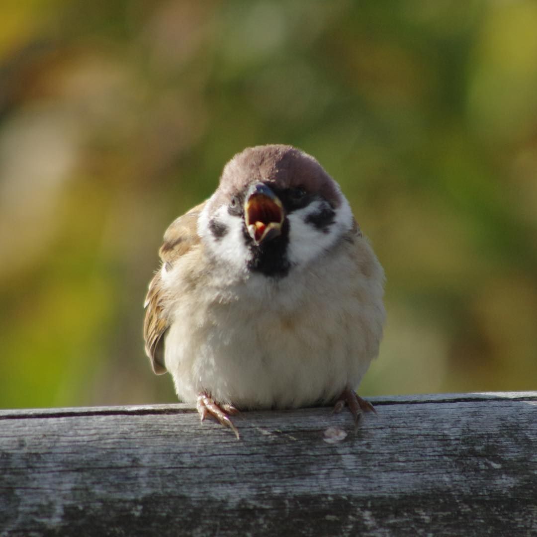 참새 정면 얼굴.jpg | 인스티즈