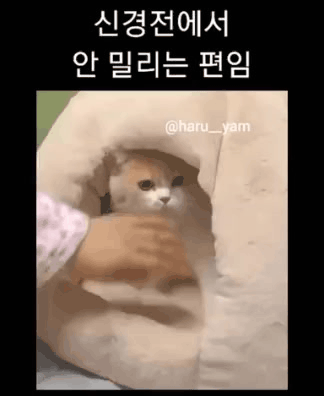웃긴 동물짤 모음 | 인스티즈