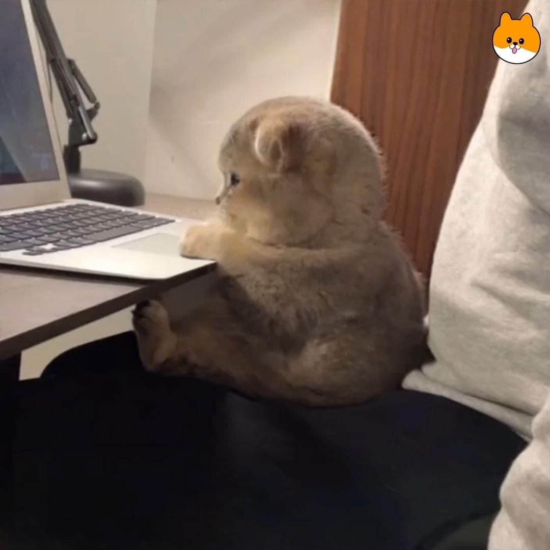 내가 과제를 못하는 이유.jpg | 인스티즈