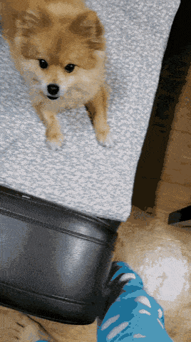 강아지 안 키우는 사람은 화난 줄 안다는 짤.gif | 인스티즈