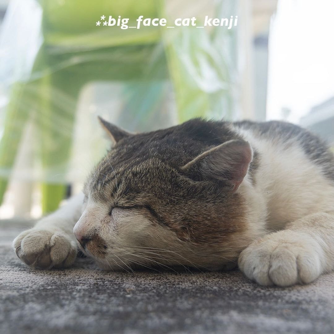 대두라고 불리는 아이 | 인스티즈