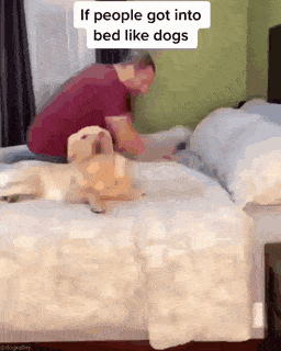 사람이 강아지처럼 침대에 들어간다면 | 인스티즈