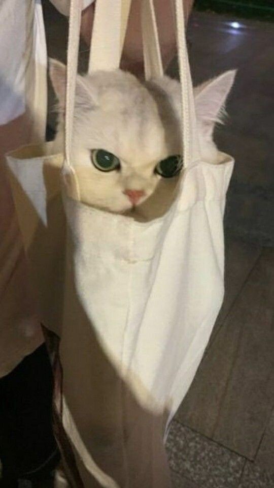 고양이 사진들 | 인스티즈