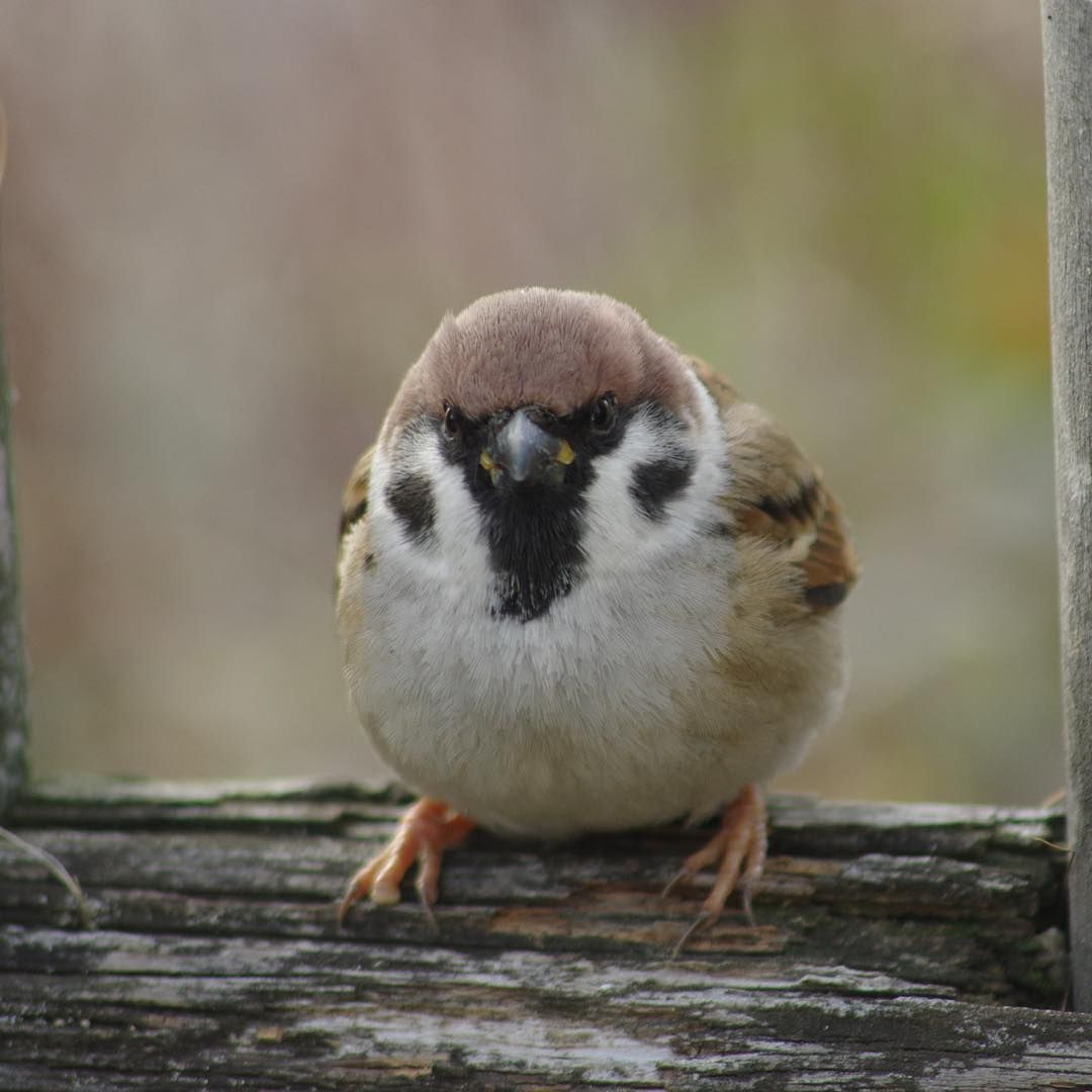 참새 정면 얼굴.jpg | 인스티즈
