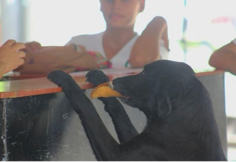 강아지 짤 모음(개많음) | 인스티즈